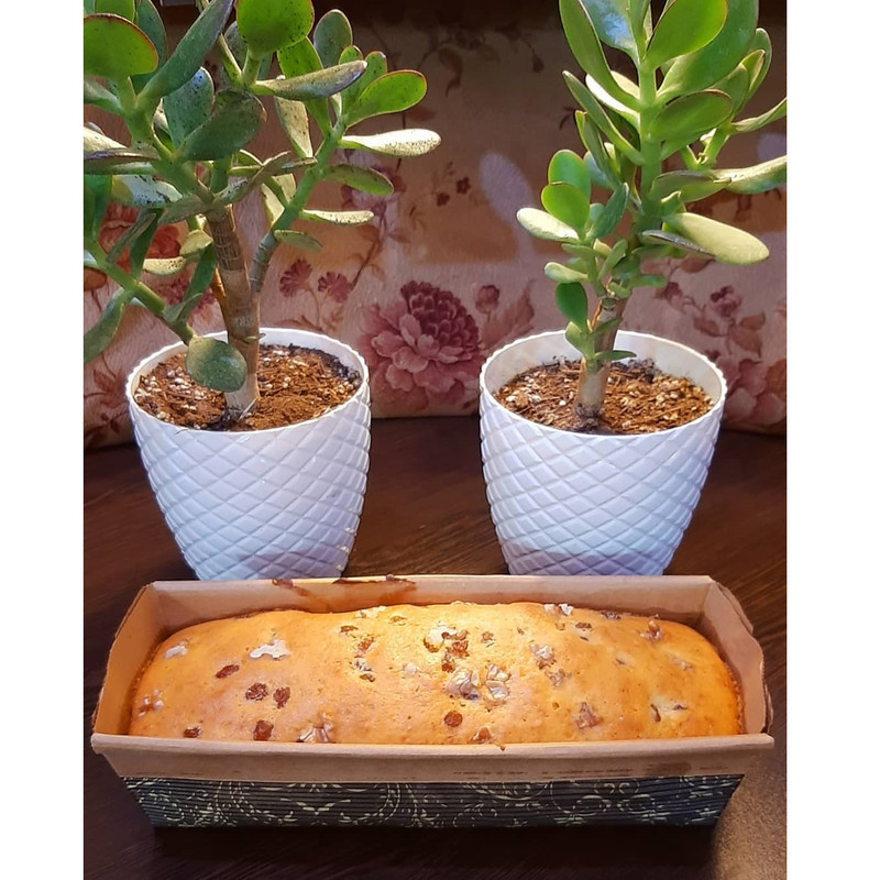 کپسول کیک به گز مدل M22 بسته 6 عددی