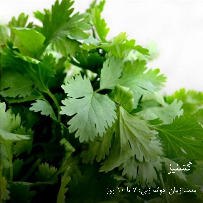 بذر سبزیجات گرین سیدز کد 2005 مجموعه 10 عددی