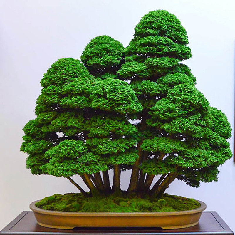 بذر بنسای سرو ژاپنی سانیا سید مدل D10
