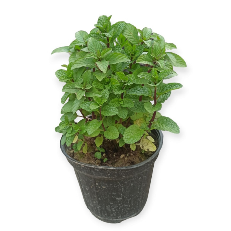 گیاه طبیعی نعناع مدل R41