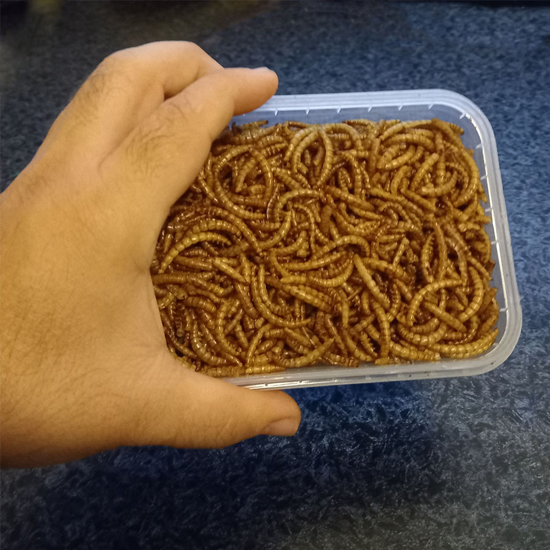 غذا خشک ماهی میلورم هوپ فید مدل Mealworm وزن خالص 70 گرم