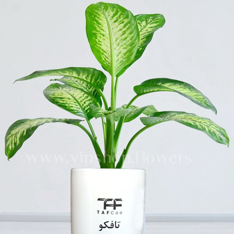 گل طبیعی دیفن باخیا تافکو کد 2029