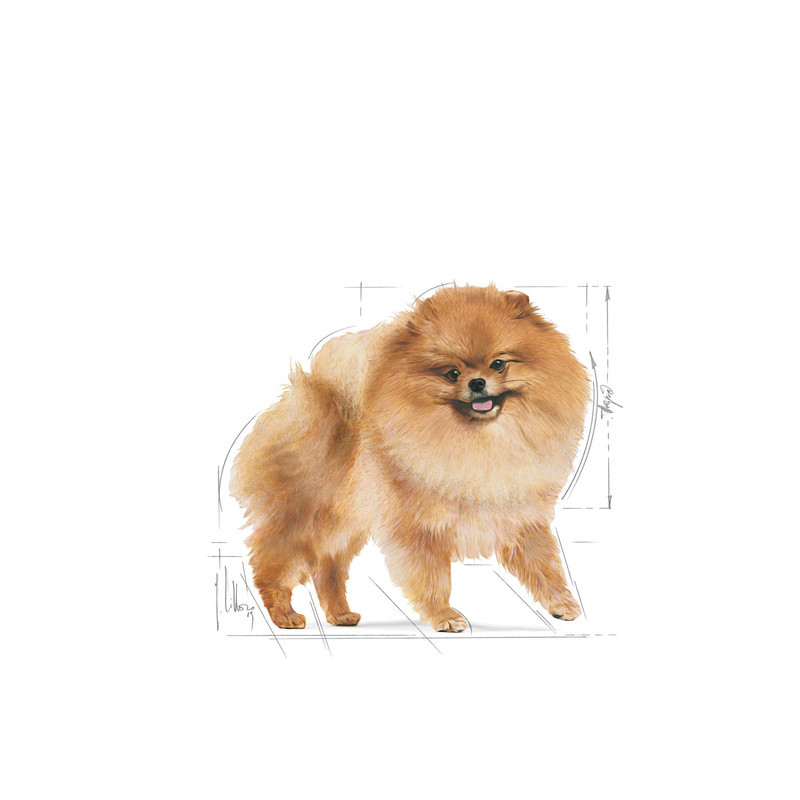 پوچ سگ پامرانین بالغ رویال کنین مدل Pomeranian وزن 85 گرم
