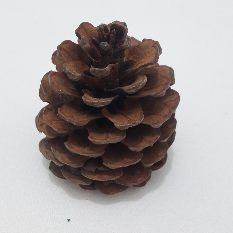 دکوری مدل میوه کاج مجموعه 10 عددی
