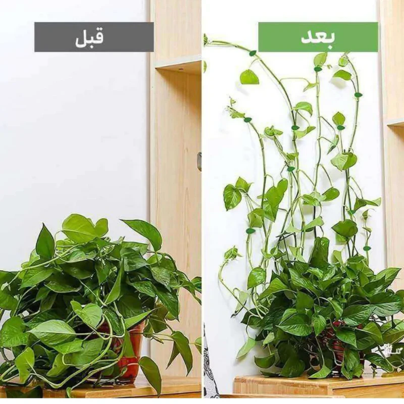 گیره مدل نگهدارنده پتوس بسته 16 عددی