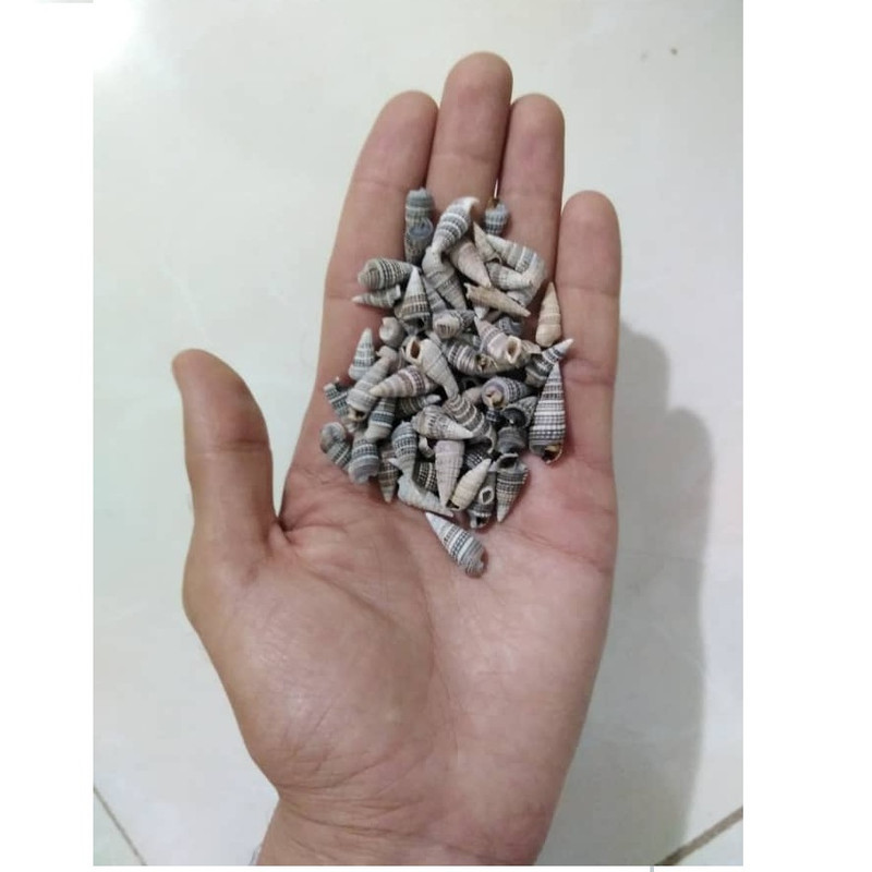 صدف تزئینی آکواریوم مدل Opox100 وزن 50 گرم
