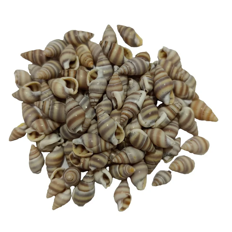 صدف تزیینی مدل pkst02 مجموعه 90 عددی