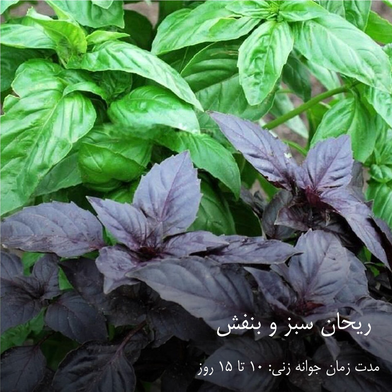 بذر سبزیجات گرین سیدز کد 2005 مجموعه 10 عددی