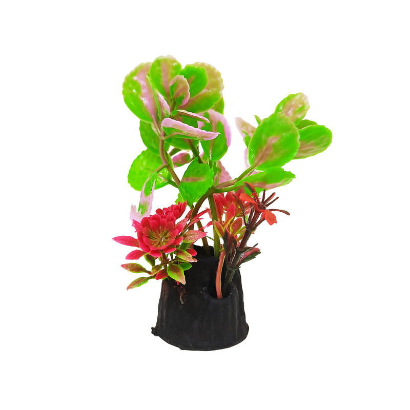 گیاه تزیینی آکواریوم کد N13 بسته 5 عددی
