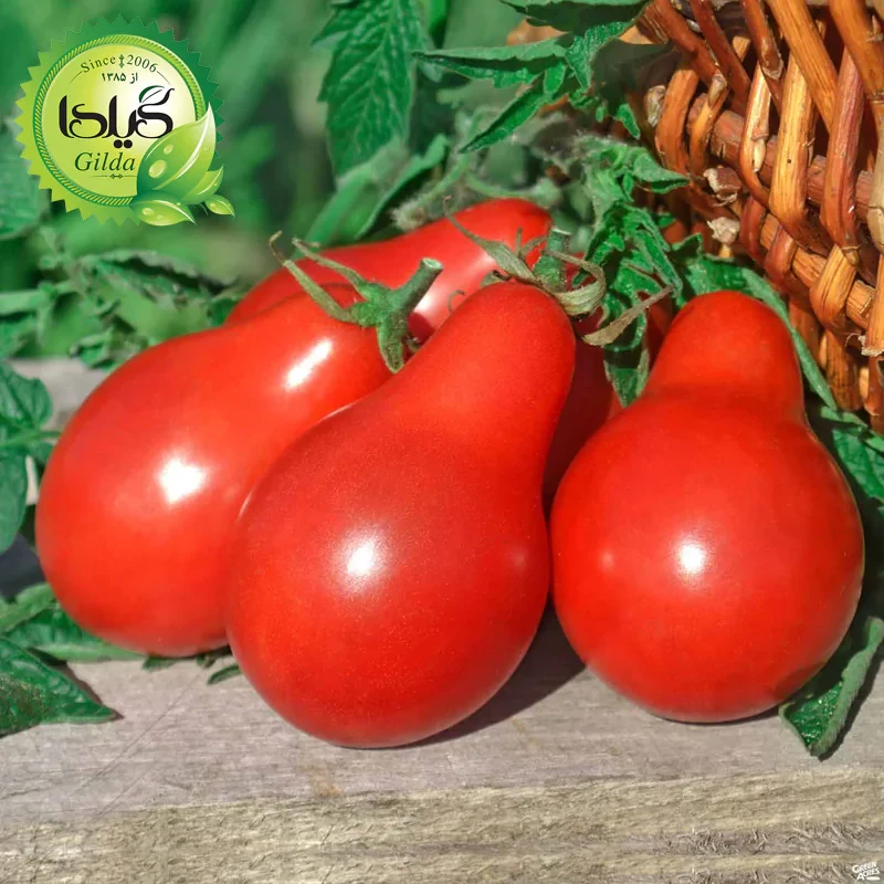 بذر گوجه گیلدا کد 096 مجموعه 8 عددی