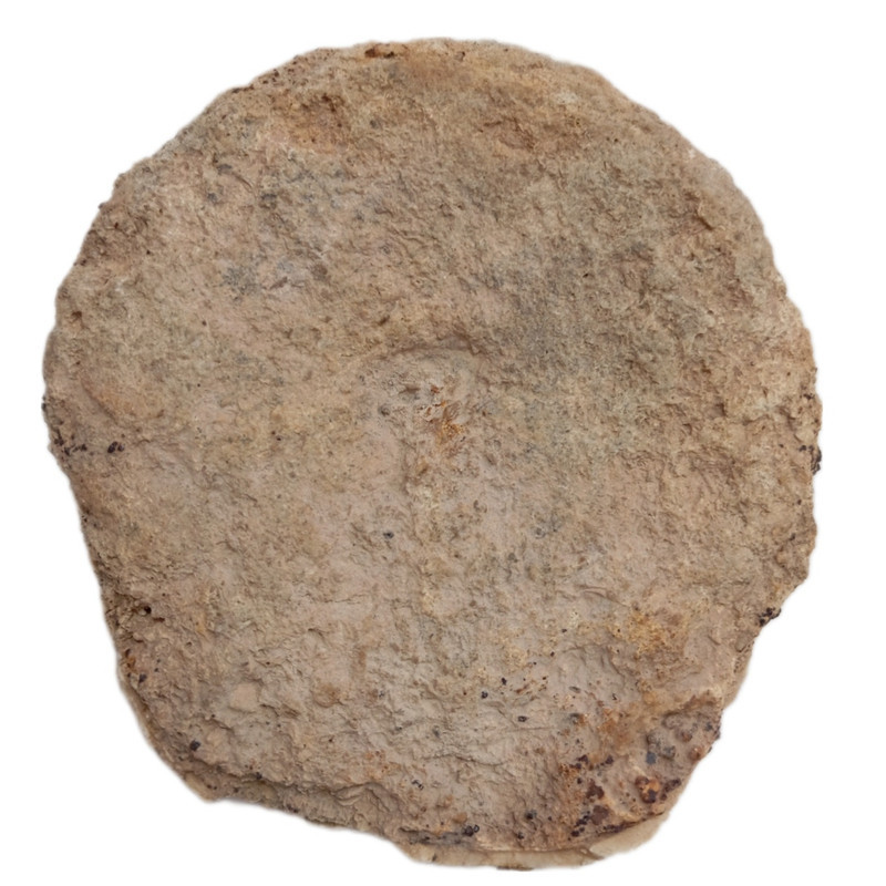 سنگ راف مدل فسیل ستاره دریایی کلکسیونی آکواریوم دکوری کد 433