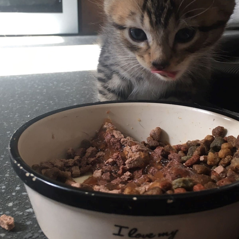 غذا خشک گربه نابالغ اونو مدل Kitten طعم مرغ و هویج وزن 10000 گرم