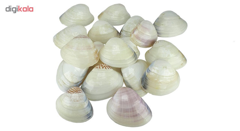 صدف تزیینی مدل southshell بسته 18 عددی