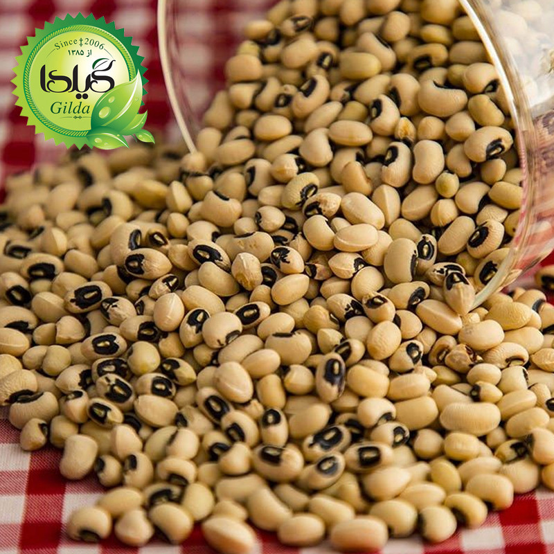بذر لوبیا چشم بلبلی گیلدا کد 254