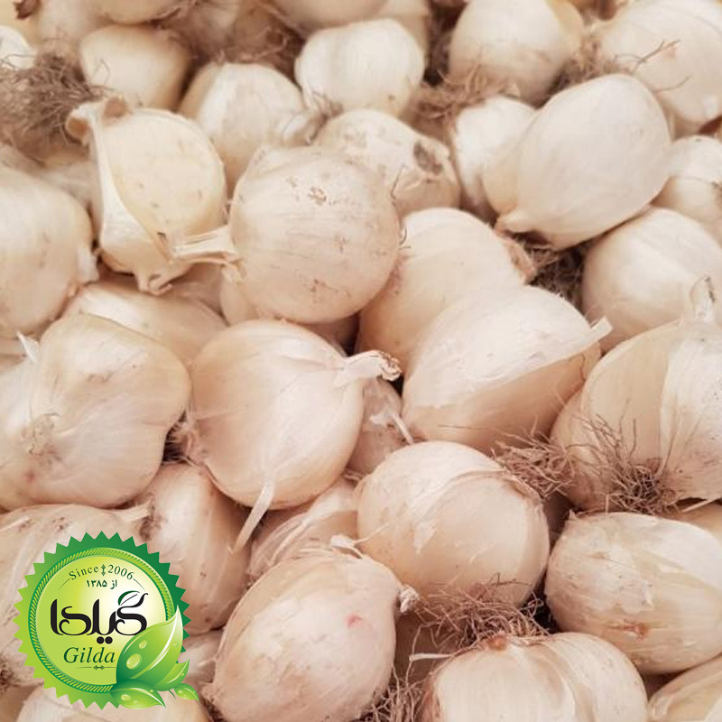 بذر موسیر گیلدا کد 172