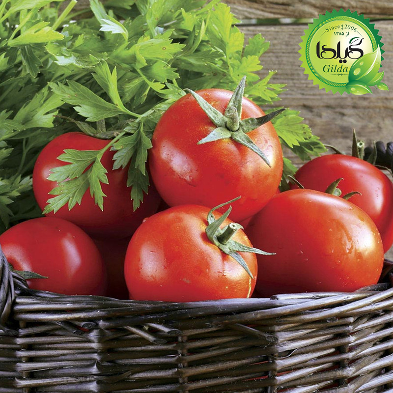 بذر گوجه ارلی اوربانا گیلدا کد 558
