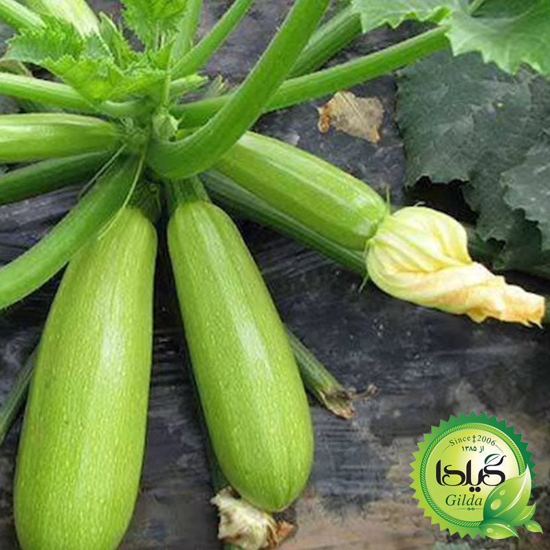 بذر کدو خورشتی هیبرید گیلدا کد 771