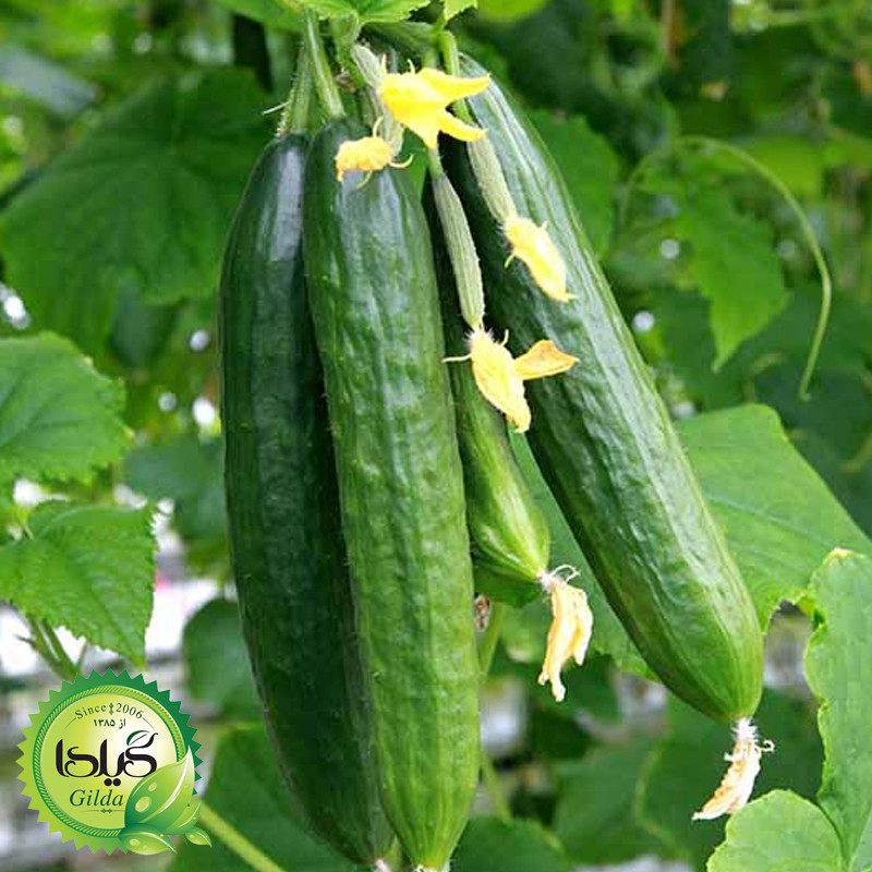 بذر صیفی جات گلدانی گیلدا کد 094 مجموعه 10 عددی