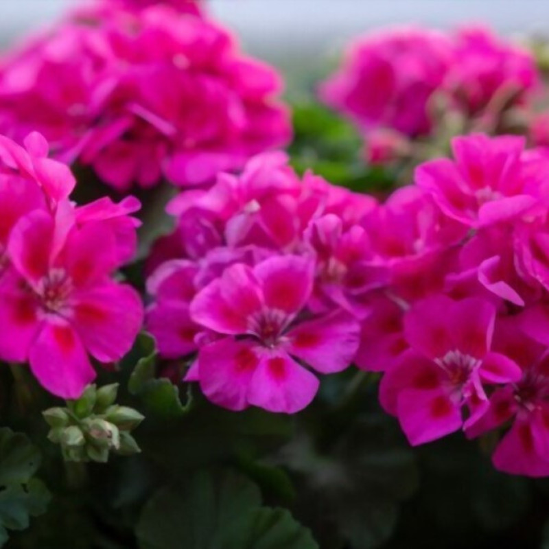گل طبیعی شمعدانی مدل دالیدا