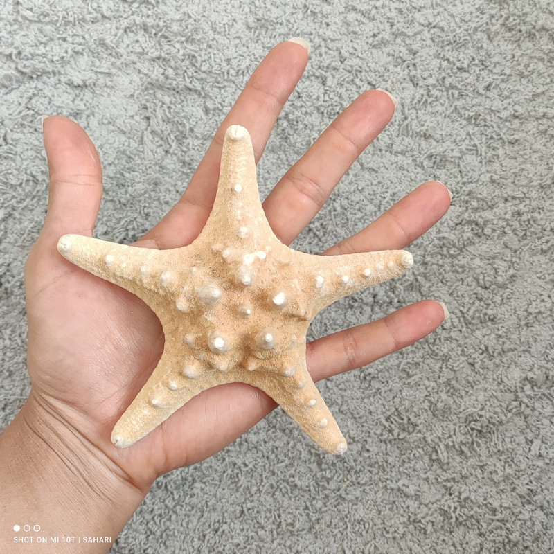 ستاره دریایی تزیینی مدل گرگور