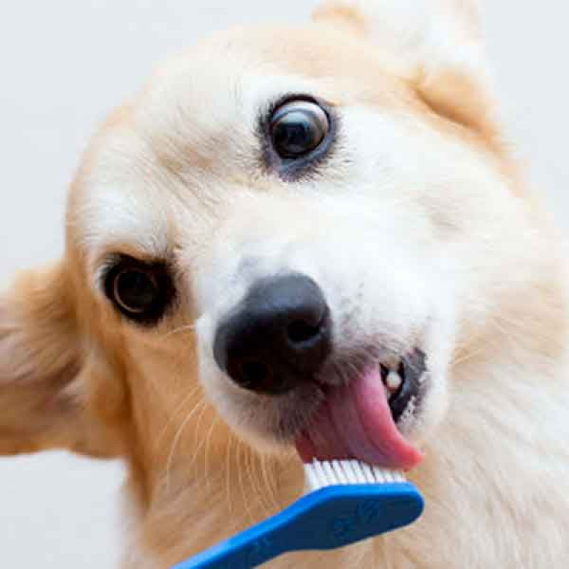 مسواک سگ و گربه مدل Dental Care بسته سه عددی
