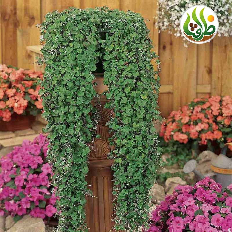 بذر چمن دایکوندرا ظرافت مدل BZ18069 بسته 10 عددی