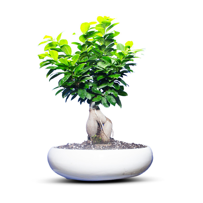 گیاه طبیعی بونسای جنسینگ کد 02