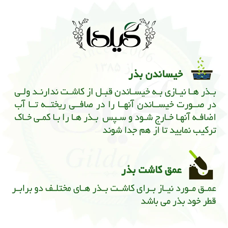 بذر تاج خروس چتری گیلدا کد 801