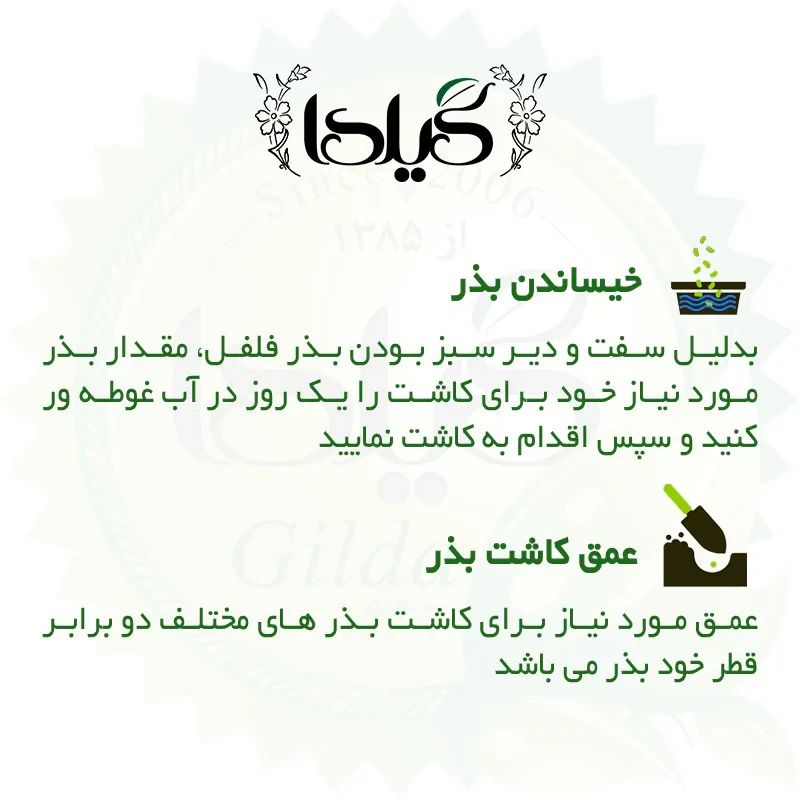 بذر فلفل تند چیلی گیلدا کد 352
