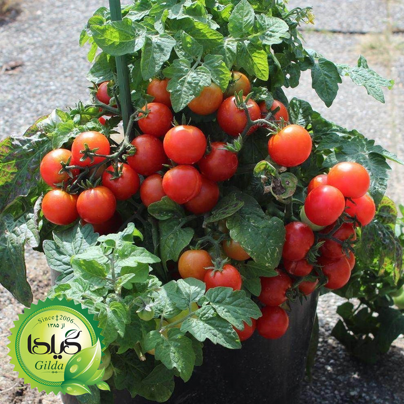 بذر صیفی جات گلدانی گیلدا کد 094 مجموعه 10 عددی