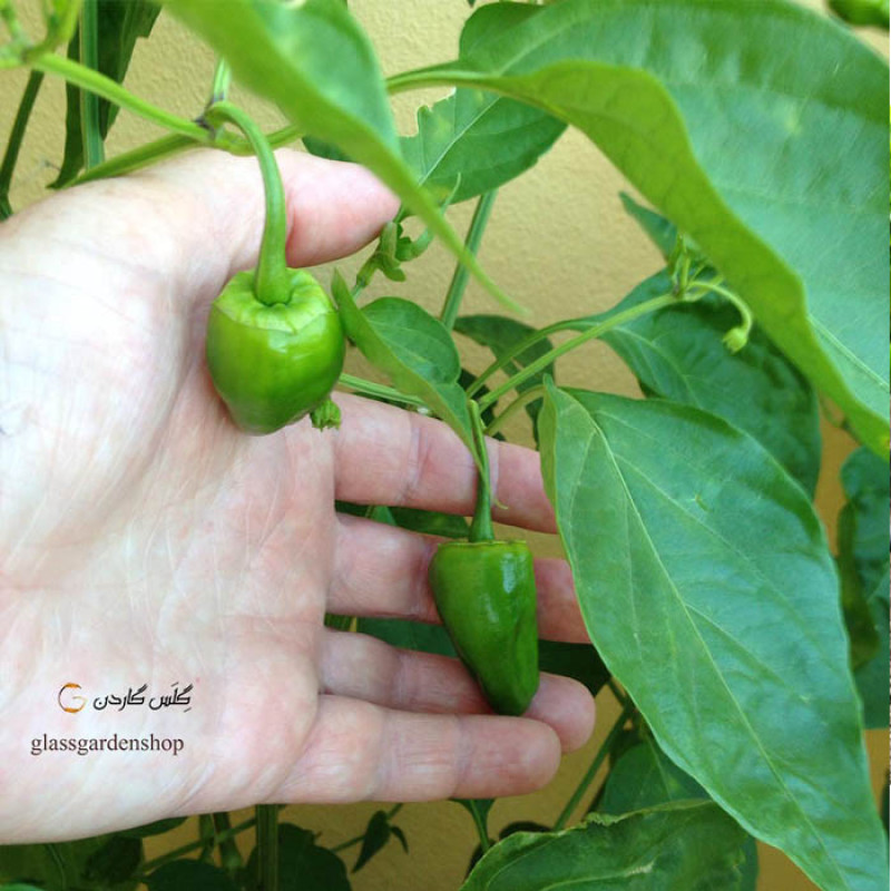 بذر فلفل ریز شیرین فلفل همدانی مدل GL25