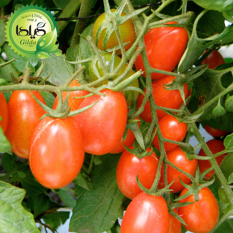 بذر گوجه گیلدا کد 096 مجموعه 8 عددی