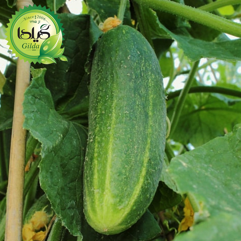 بذر خیار اصفهان گیلدا کد 645