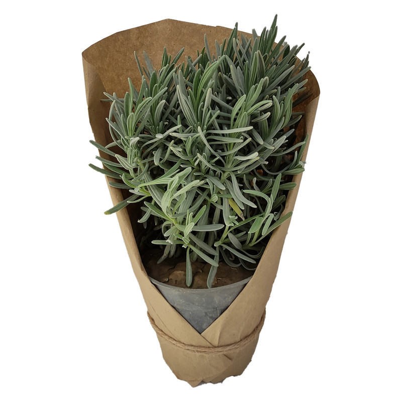 گیاه طبیعی لاوندر کد yt41