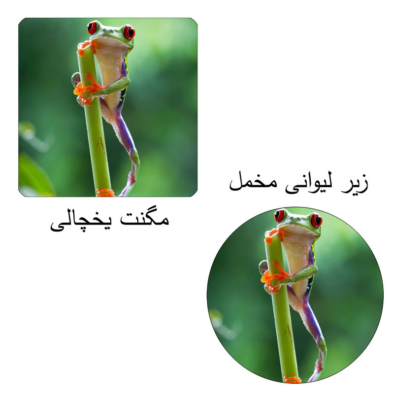 مگنت طرح قورباغه کد M1 به همراه زیر لیوانی