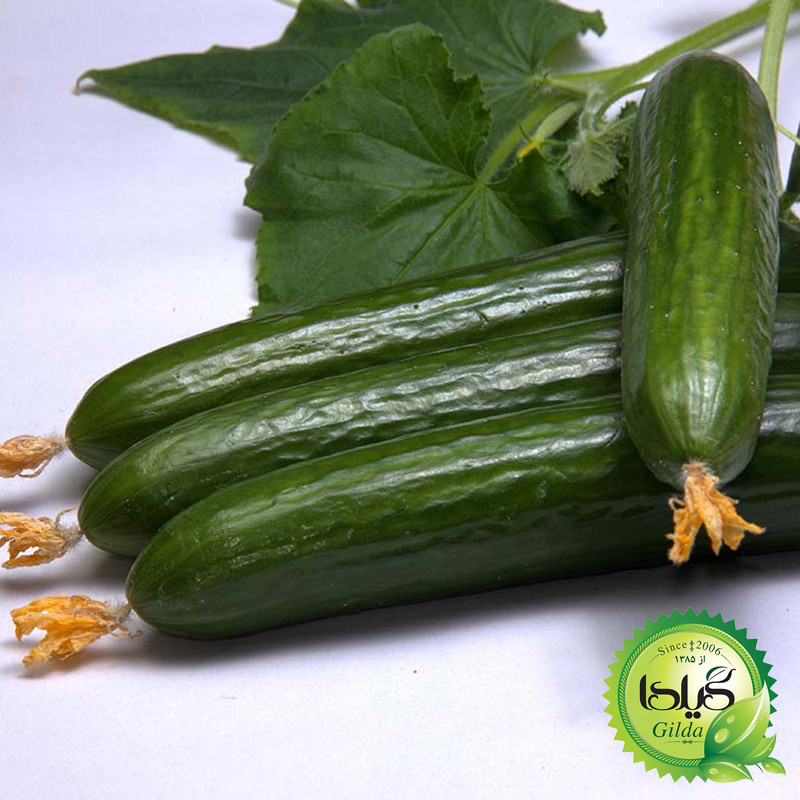 بذر خیار بوته ای قلمی گیلدا کد 635