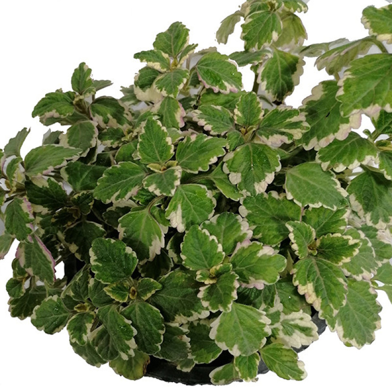 گیاه طبیعی شمعدانی عطری مدل 5161316