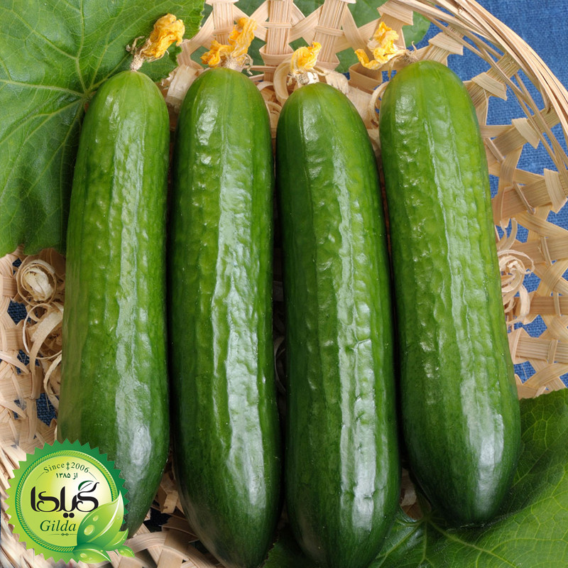 بذر خیار بوته ای گیلدا کد 636