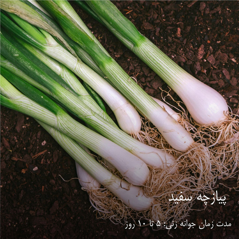 بذر سبزیجات گرین سیدز کد 2005 مجموعه 10 عددی