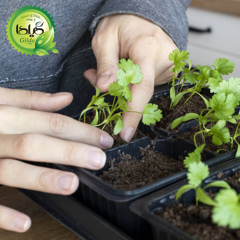 بذر سبزی خوردن گیلدا کد 097 مجموعه 10 عددی