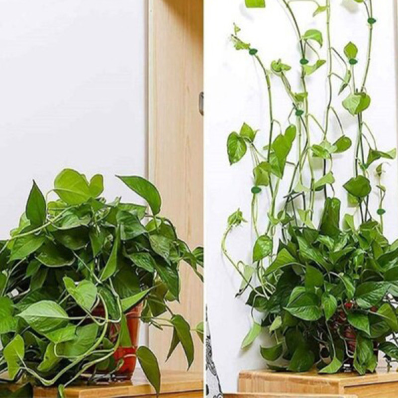 گیره مدل پتوس بسته 30 عددی