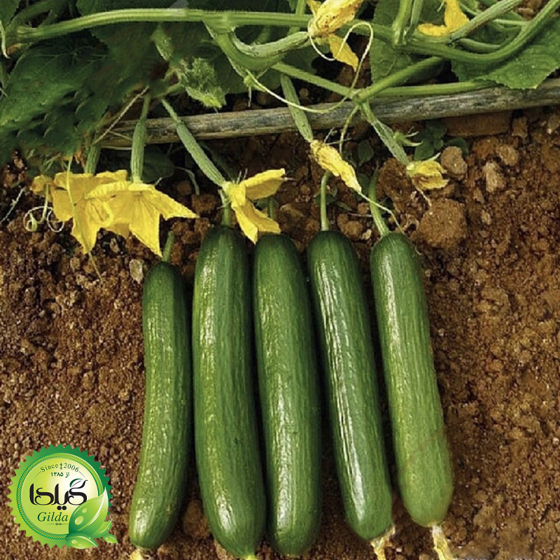 بذر خیار بوته ای آریا گیلدا کد 641