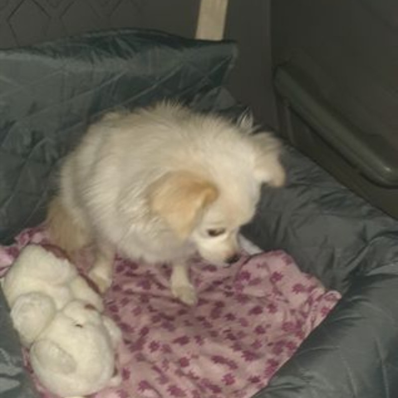 جای خواب سگ و گربه مدل لاو پت کار