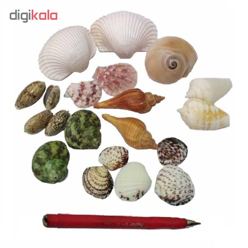 صدف تزئینی مدل a001 مجموعه 20 عددی