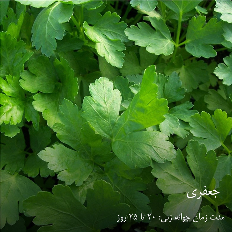 بذر سبزیجات گرین سیدز کد 2005 مجموعه 10 عددی