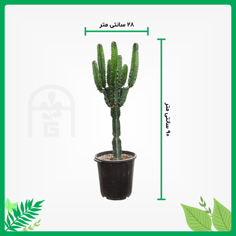 گیاه طبیعی کاکتوس افوربیا اینگنس آرکاد گل مدل Eu65B7