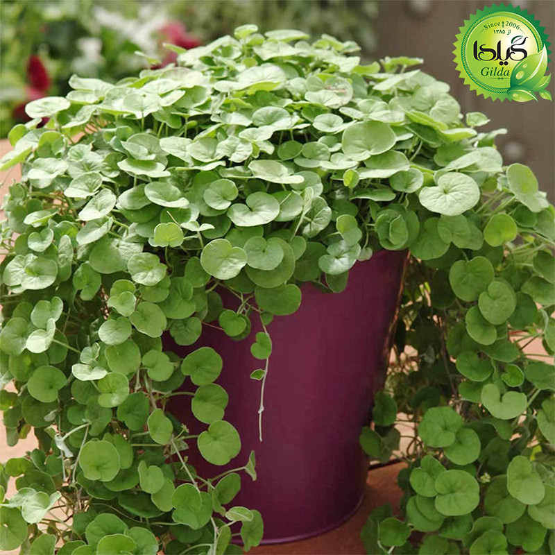 بذر شبدر زینتی گیلدا کد 127