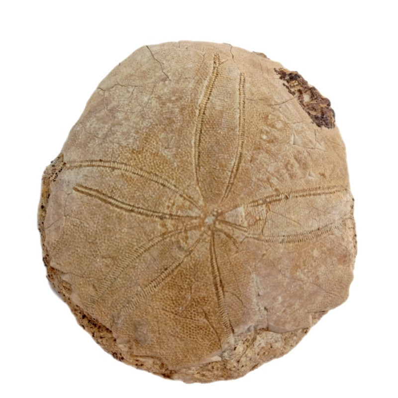 سنگ راف مدل فسیل ستاره دریایی کلکسیونی آکواریوم دکوری کد 433