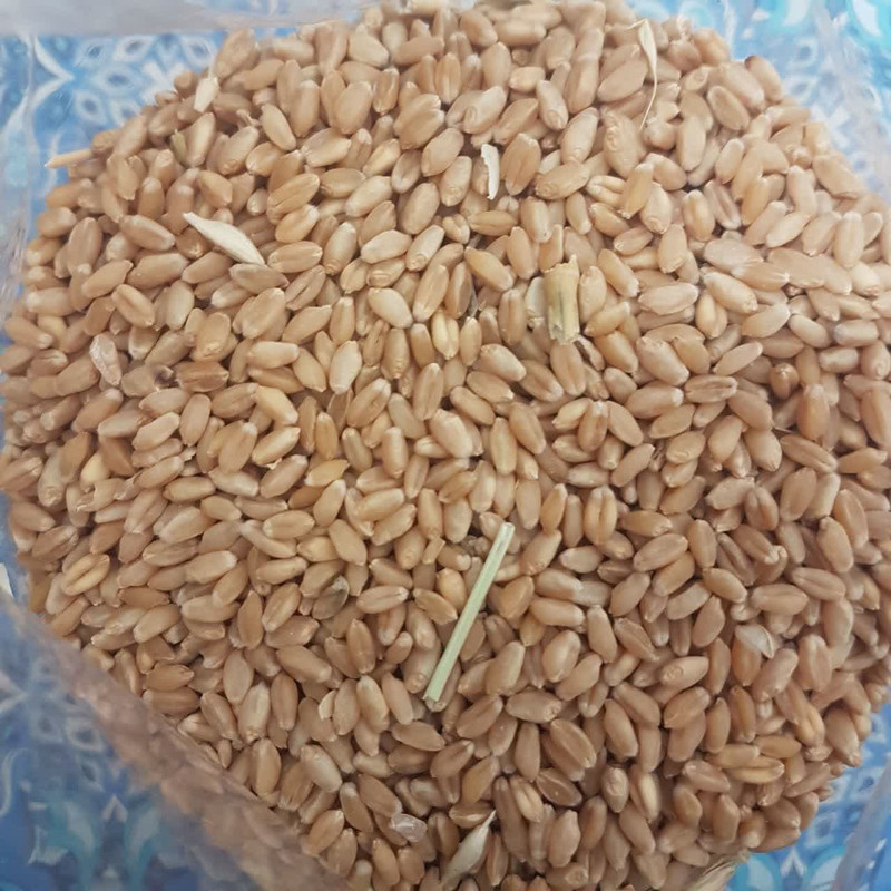 غذای پرندگان مدل گندم مرغ عشق وزن 3000 گرم