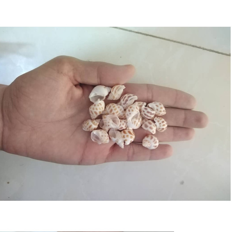 صدف تزیینی آکواریوم مدل tiger 100 وزن 50 گرم